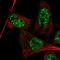 MAGE Family Member A10 antibody, NBP1-88045, Novus Biologicals, Immunofluorescence image 