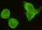 CREB Regulated Transcription Coactivator 1 antibody, GTX49232, GeneTex, Immunofluorescence image 