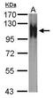 Atpalpha antibody, PA5-32093, Invitrogen Antibodies, Western Blot image 