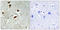 Eukaryotic Translation Initiation Factor 4E Binding Protein 1 antibody, LS-C291147, Lifespan Biosciences, Immunohistochemistry paraffin image 