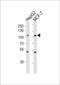 Mitogen-Activated Protein Kinase Kinase Kinase Kinase 3 antibody, LS-C164007, Lifespan Biosciences, Western Blot image 