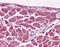 Muscleblind Like Splicing Regulator 1 antibody, 51-486, ProSci, Immunohistochemistry paraffin image 