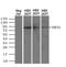 Ubiquitin carboxyl-terminal hydrolase 13 antibody, MA5-24907, Invitrogen Antibodies, Western Blot image 