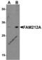 Inhibitor Of CDK, Cyclin A1 Interacting Protein 1 antibody, 5531, ProSci, Western Blot image 