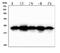 BCL2 Antagonist/Killer 1 antibody, M01163-1, Boster Biological Technology, Western Blot image 