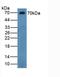 Chromogranin B antibody, LS-C293335, Lifespan Biosciences, Western Blot image 