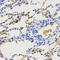 Neuropeptide Y antibody, LS-C332403, Lifespan Biosciences, Immunohistochemistry paraffin image 