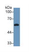 VDBP antibody, LS-C299893, Lifespan Biosciences, Western Blot image 