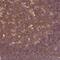 Ataxin 2 Like antibody, NBP2-48790, Novus Biologicals, Immunohistochemistry paraffin image 