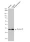 H1 Histone Family Member 0 antibody, NBP2-16772, Novus Biologicals, Western Blot image 