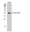 SMAD Family Member 3 antibody, A00059S208, Boster Biological Technology, Western Blot image 