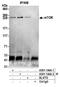 Raft1 antibody, A301-144A, Bethyl Labs, Immunoprecipitation image 