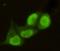 Protein Arginine Methyltransferase 6 antibody, GTX49197, GeneTex, Immunocytochemistry image 