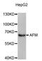 Afamin antibody, LS-C411220, Lifespan Biosciences, Western Blot image 