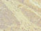 GrpE Like 2, Mitochondrial antibody, LS-C675840, Lifespan Biosciences, Immunohistochemistry paraffin image 