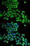 Rho GDP Dissociation Inhibitor Alpha antibody, LS-B14895, Lifespan Biosciences, Immunofluorescence image 