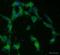 Complement C1q A Chain antibody, NB200-539, Novus Biologicals, Immunofluorescence image 