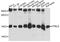 Yippee Like 5 antibody, LS-C749333, Lifespan Biosciences, Western Blot image 