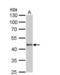 POU Class 5 Homeobox 1 antibody, NBP2-15051, Novus Biologicals, Western Blot image 