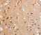 Ankyrin Repeat Domain 54 antibody, MBS2527208, MyBioSource, Immunohistochemistry frozen image 