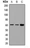 ADAMTS Like 2 antibody, orb412047, Biorbyt, Western Blot image 