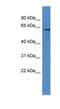 Aryl Hydrocarbon Receptor Nuclear Translocator Like 2 antibody, NBP1-69032, Novus Biologicals, Western Blot image 