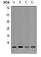 Histone Cluster 1 H2B Family Member A antibody, orb382591, Biorbyt, Western Blot image 