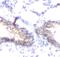 Choline O-Acetyltransferase antibody, FNab10469, FineTest, Immunohistochemistry frozen image 