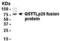 Glutathione S-Transferase Omega 1 antibody, XW-7952, ProSci, Western Blot image 