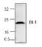 Transmembrane BAX Inhibitor Motif Containing 6 antibody, MBS837769, MyBioSource, Western Blot image 