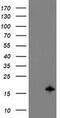 TSC22 Domain Family Member 1 antibody, MA5-26039, Invitrogen Antibodies, Western Blot image 