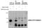 MAPK Activated Protein Kinase 2 antibody, LS-B10396, Lifespan Biosciences, Western Blot image 
