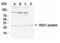 Ras Suppressor Protein 1 antibody, XW-7546, ProSci, Western Blot image 