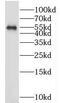 Lactotransferrin antibody, FNab04674, FineTest, Western Blot image 