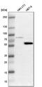 LIM Domain Kinase 2 antibody, HPA008183, Atlas Antibodies, Western Blot image 