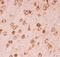 Chromogranin A antibody, PB9097, Boster Biological Technology, Immunohistochemistry paraffin image 