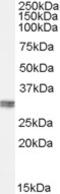 Chloride Intracellular Channel 4 antibody, LS-B2383, Lifespan Biosciences, Western Blot image 