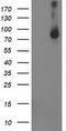 Signal Transducer And Activator Of Transcription 4 antibody, LS-C786074, Lifespan Biosciences, Western Blot image 