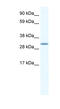 Spi-C Transcription Factor antibody, MBS833024, MyBioSource, Western Blot image 