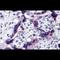 Tau Tubulin Kinase 2 antibody, TA326601, Origene, Immunohistochemistry frozen image 