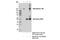Neurofascin antibody, 15034S, Cell Signaling Technology, Immunoprecipitation image 