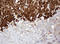 Parvin Beta antibody, LS-C174477, Lifespan Biosciences, Immunohistochemistry paraffin image 