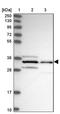 Shisa Family Member 5 antibody, PA5-59940, Invitrogen Antibodies, Western Blot image 