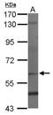 RNA polymerase II-associated factor 1 homolog antibody, NBP2-19675, Novus Biologicals, Western Blot image 