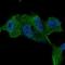 Tau Tubulin Kinase 1 antibody, NBP2-55410, Novus Biologicals, Immunofluorescence image 