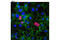 c-Myc antibody, 9483S, Cell Signaling Technology, Immunofluorescence image 