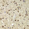 POU Class 5 Homeobox 1 antibody, STJ110229, St John
