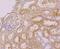 Kinesin Family Member 11 antibody, NBP2-76927, Novus Biologicals, Immunohistochemistry paraffin image 