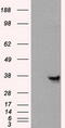 Annexin A10 antibody, TA500882S, Origene, Western Blot image 