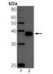 TNF Receptor Superfamily Member 17 antibody, NBP1-97608, Novus Biologicals, Western Blot image 